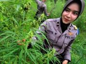 Polisi Musnahkan Ladang Ganja Siap Panen Seluas 1,5 Hektare di Pedalaman Pidie
