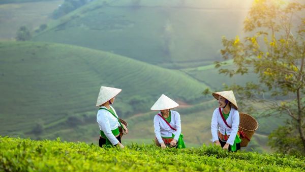 PLN EPI Perkuat Pengembangan dan Pengelolaan Biomassa untuk Energi Hijau Nasional