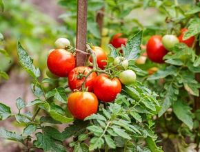 Berita Jateng: BMKG Adakan Sekolah Lapang Iklim untuk Atasi Gagal Panen Tomat