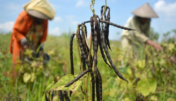 Berita Terbaru di Jogja: Musim Kemarau, Petani Gunungkidul Tanam Kacang Hijau