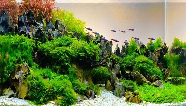 Mengenal Deretan Jenis Tanaman Aquascape yang Bagus untuk Dirawat