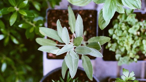 Miliki Banyak Manfaat, Beikut 5 Cara Menanam dan Merawat Tanaman Herbal Sage