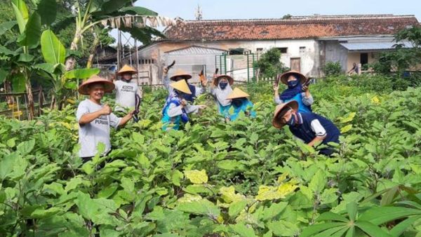 Optimalkan Lahan Sempit di Perkotaan, Pemkot Yogyakarta Galakkan Program Food Estate