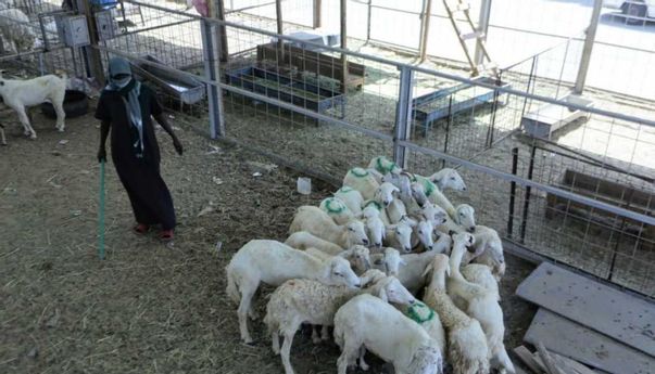 Indonesia Tak Impor Hewan Hidup dari China