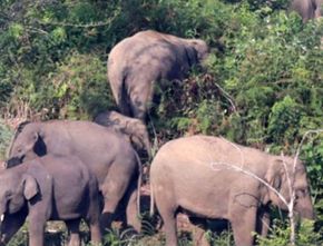 18 Rumah Warga di Aceh Rusak Karena Diserang Kawanan Gajah Liar