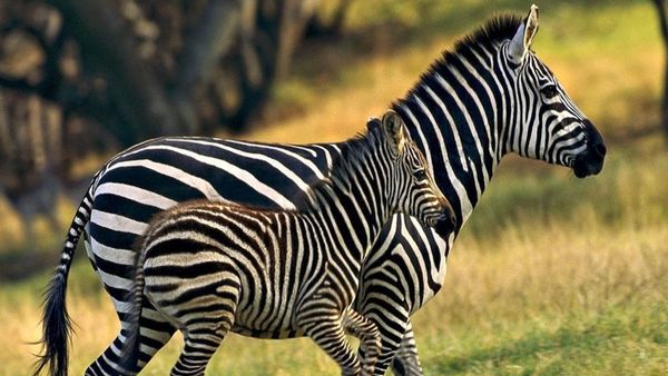 Mirip Banget dengan Kuda, Kenapa Zebra Tak Pernah Ditunggangi?