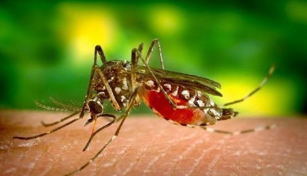 Demam Berdarah: Sengatan Nyamuk yang Sangat Kecil dapat Sangat Mematikan
