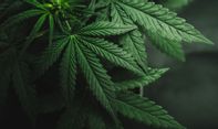 Luar Biasa! PBB Cabut Ganja dari Daftar Narkotika Berbahaya