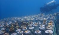 Gandeng PLTU, YBHI Fokus Konservasi Biota Laut