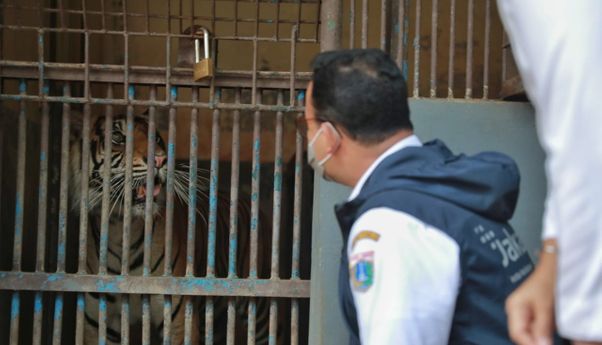 Siapa Berani Swab 2 Harimau Sumatera di Ragunan? Jawab Anies 'Dia Petugas Paling Berani Sedunia'
