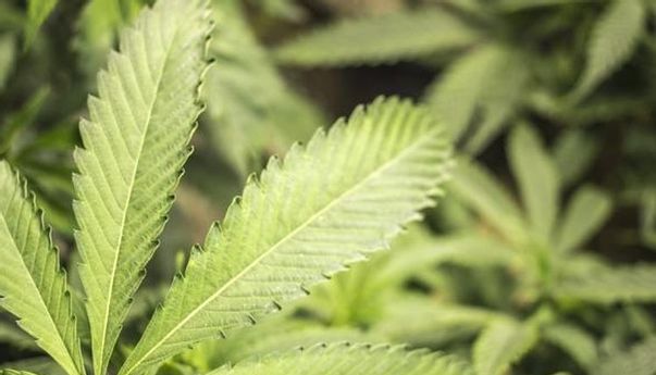 Warga Thailand Tak Perlu Lagi Takut Tanam dan Konsumsi Ganja, Sudah Bukan Lagi Obat Terlarang
