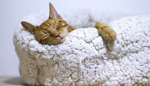 Tidur Hingga 15 Jam Sehari, Apakah Kucing Juga Bermimpi?