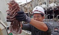 LIPI Berhasil Temukan Kecoa Laut Raksasa di Laut Dalam Indonesia