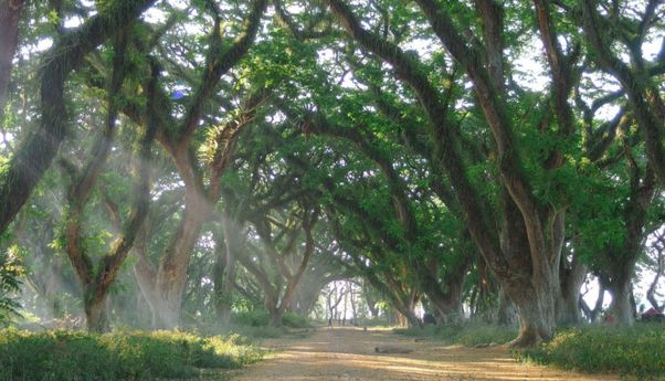 Berjuluk Lord Of The Ring Hutan Di Banyuwangi Ini Terkenal Angker