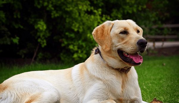 Benarkah Anjing dapat Melacak Keberadaan Virus Corona?