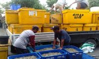 Miris, Petani Udang Vaname Panen Besar, Harga Jual di Pasaran Justru Anjlok