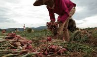 Berita Jogja: Jual Bawang Lewat Sistem Lelang, Petani Bawang Nawungan Bantul Raup Untung Penuh