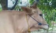3000 Ekor Sapi di Lampung Selatan Terjangkit Penyakit LSD