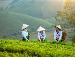 PLN EPI Perkuat Pengembangan dan Pengelolaan Biomassa untuk Energi Hijau Nasional