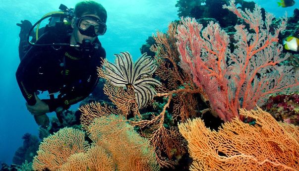 Rekomendasi 3 Wisata Bahari Sulawesi Tenggara yang Paling Indah