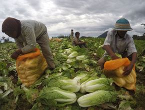 Berita Jateng: Harga Sayuran di Magelang Anjlok, Petani Tetap Bersyukur