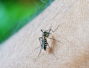 Berita Seputar Gunung Kidul: Darurat DBD, Kenali Jam Aktif Nyamuk Aedes Aegypti