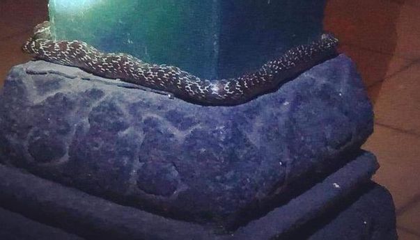 Heboh Penampakan Ular Melilit Pilar Bangsal di Keraton Yogyakarta