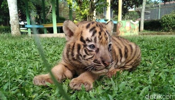 Berita Jateng: Anak Harimau Benggala Lahir di Bonbin Banjarnegara