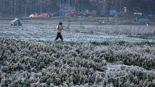 Berita Seputar Jateng: Dataran Tinggi Dieng Diselimuti Embun Es, Muncul 3 Hari Berturut-turut