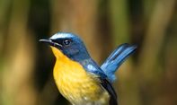 Jual Beli Burung Jogja: Ketahui Istilah yang Sering Dipakai Saat Transaksi di Dunia Kicau Mania
