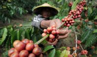 Data Gaeki: Kopi Robusta Jawa Timur Lebih Digemari Masyarakat Dunia