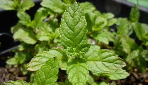 Budidaya Tanaman Stevia, Mudah dan Menguntungkan