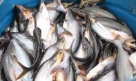 Lezat dan Bernutrisi untuk Keluarga, Bunda Ini 2 Menu Olahan Ikan Patin yang Bisa Dicoba di Rumah
