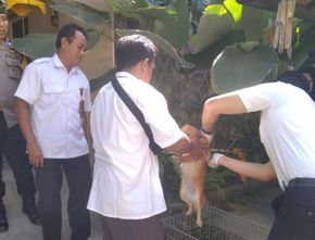 Distan Mataram Percepat Vaksinasi Rabies, Targetkan 1.500 Anjing Dalam 2 Minggu