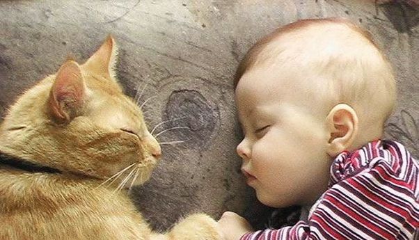 Kisah Seorang Bayi yang Menghembuskan Napas Terakhir setelah Digigit Kutu Kucing