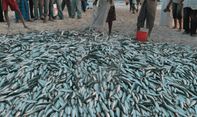 Viral Video Ribuan Ikan Datangi Pantai Gaza Palestina, Cek Faktanya