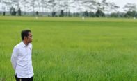 Jokowi Ajak Masyarakat Tanam Sayuran Sendiri: Cabai, Kemangi, Lalapan Sawi Hijau, Saya Tanam Sendiri