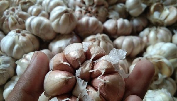 Harga Bawang Putih Melonjak Tajam, Mentan Sebut Stok Masih Aman