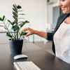 7 Tanaman Hias yang Gampang Dirawat untuk Percantik Ruang Kantor