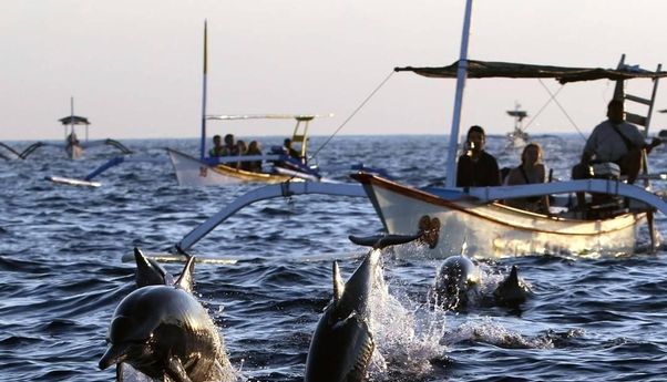 Menyapa Ratusan Lumba-Lumba di Teluk Kiluan, Keindahan Wisata Lampung