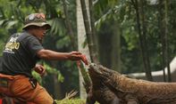Ragunan Kembali Dibuka Usai Libur Lebaran, Inilah Syarat Terbaru yang Diberlakukan