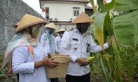 Wakil Walikota Jogja Apresiasi Panen Jagung Warga Kelurahan Tahunan