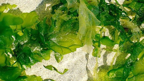 Nikmat dan Sehat, Ini 3 Jenis Rumput Laut yang Kaya Nutrisi