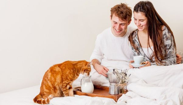 Produk Olahan dari Susu, Apakah Kucing Boleh Makan Keju?