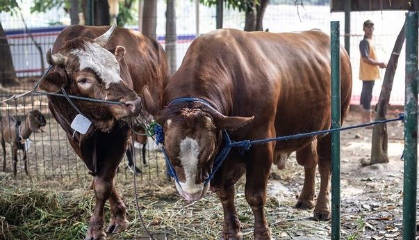 Deretan Sapi Jokowi yang Dikurbankan di Seluruh Indonesia