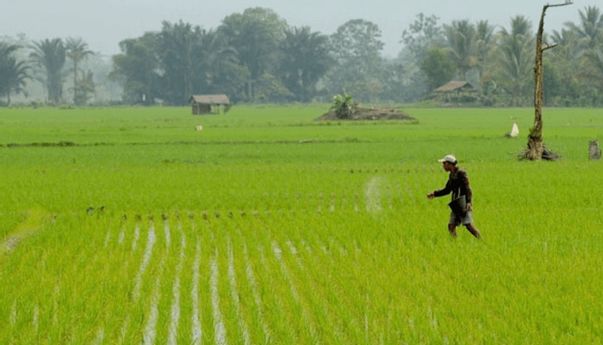 Berita Jogja: 17 Kecamatan Jadi Kawasan Pengembangan Lahan Marginal di Bantul