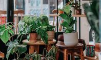 Jadikan Ruangan Rumah Anda Tetap Sejuk dengan 5 Tanaman Hias Ini