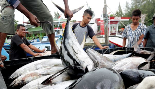 Hebat! Sekolah Usaha Perikanan Menengah Bone Ekspor Puluhan Ton Tuna