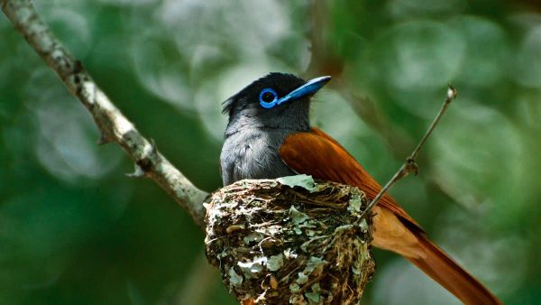 Pecahkan Rekor Dunia Dua Dekade, Ditemukan 10 Spesies Burung Baru di Sulawesi Timur