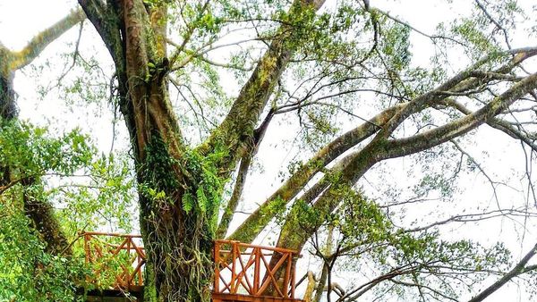 Rumah Pohon di Curug Ciherang, Wisata Bogor yang Indah Banget